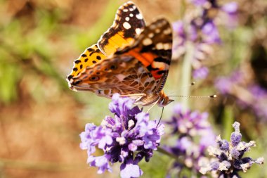 Largel kızıl kelebeği, çiçeğin üzerinde açık kanatlı, dikkat et sığ tarla