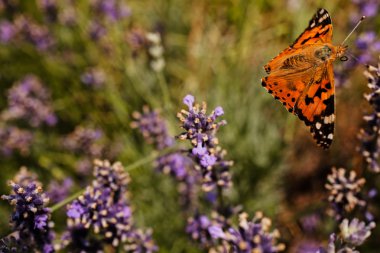 Largel kızıl kelebeği, çiçeğin üzerinde açık kanatlı, dikkat et sığ tarla