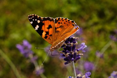 Largel kızıl kelebeği, çiçeğin üzerinde açık kanatlı, dikkat et sığ tarla