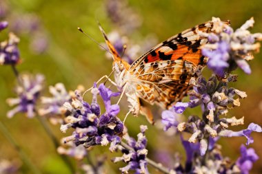 Largel kızıl kelebeği, çiçeğin üzerinde açık kanatlı, dikkat et sığ tarla