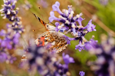 Largel kızıl kelebeği, çiçeğin üzerinde çift kanatlı, dikkat et sığ tarla