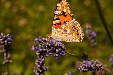 Largel kızıl kelebeği, çiçeğin üzerinde çift kanatlı, dikkat et sığ tarla