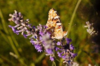 Largel kızıl kelebeği, çiçeğin üzerinde çift kanatlı, dikkat et sığ tarla