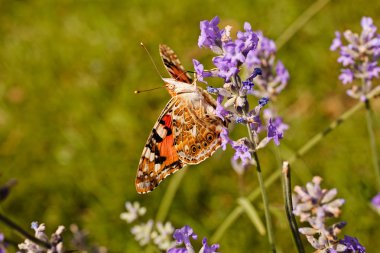 Largel kızıl kelebeği, çiçeğin üzerinde açık kanatlı, dikkat et sığ tarla