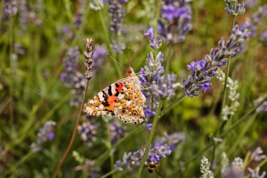 Largel kızıl kelebeği, çiçeğin üzerinde açık kanatlı, dikkat et sığ tarla