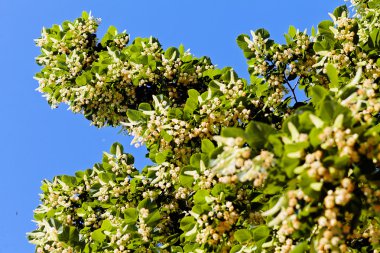 Ihlamur ağacı çiçek, Not alan sığ derinliği
