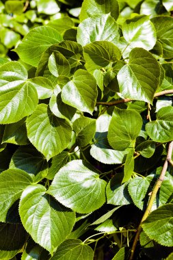 Ihlamur ağacı, alan derinliğine dikkat et.