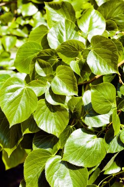 Ihlamur ağacı, alan derinliğine dikkat et.