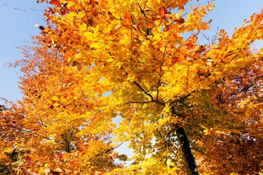 Güneşli bir sonbahar yaprakları