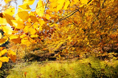 Not alan sığ derinliği güneşli bir sonbahar yaprakları