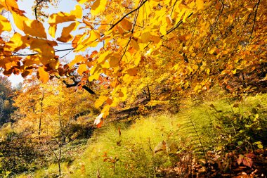 Not alan sığ derinliği güneşli bir sonbahar yaprakları