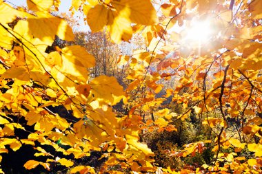Not alan sığ derinliği güneşli bir sonbahar yaprakları
