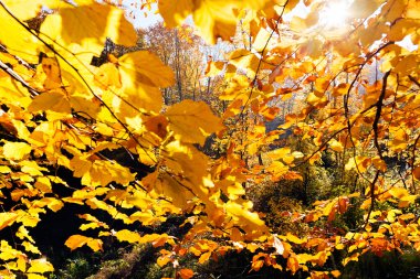 Not alan sığ derinliği güneşli bir sonbahar yaprakları