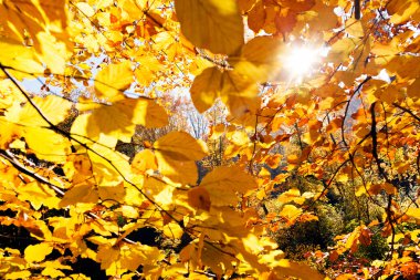 Not alan sığ derinliği güneşli bir sonbahar yaprakları