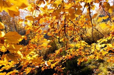 Not alan sığ derinliği güneşli bir sonbahar yaprakları