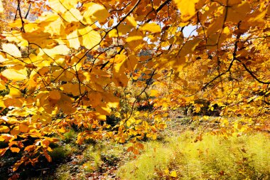Not alan sığ derinliği güneşli bir sonbahar yaprakları