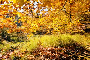 Not alan sığ derinliği güneşli bir sonbahar yaprakları