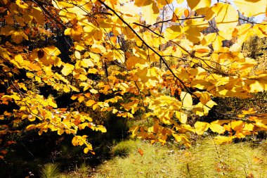 Güneşli bir sonbahar yaprakları