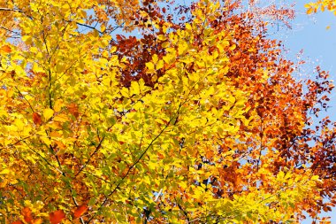 Sarı ve Kırmızı Sonbahar Yaprakları