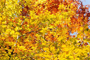 Sarı ve Kırmızı Sonbahar Yaprakları