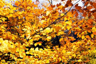 Sarı ve Kırmızı Sonbahar Yaprakları