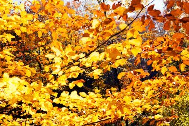 Sarı ve Kırmızı Sonbahar Yaprakları