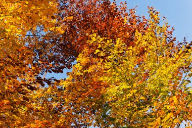 Sarı ve Kırmızı Sonbahar Yaprakları
