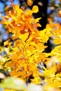 tuz ve çiğ altında bırakır