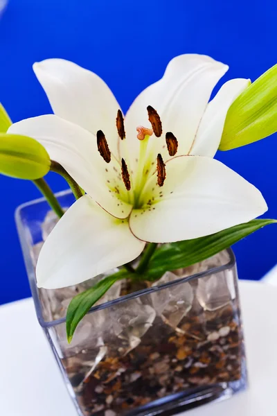 Ikebana Orquídeas Sobre Una Mesa Blanca Con Fondo Azul Nota — Foto de Stock