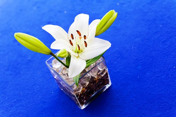 Ikebana Orquídeas Sobre Fondo Azul — Foto de Stock