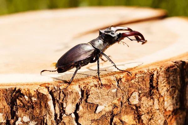kütüğün üzerindeki tek böcek, alanın sığ tabakasına dikkat et.