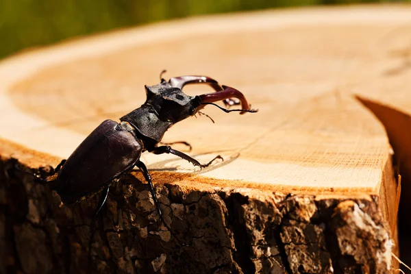 kütüğün üzerindeki tek böcek, alanın sığ tabakasına dikkat et.