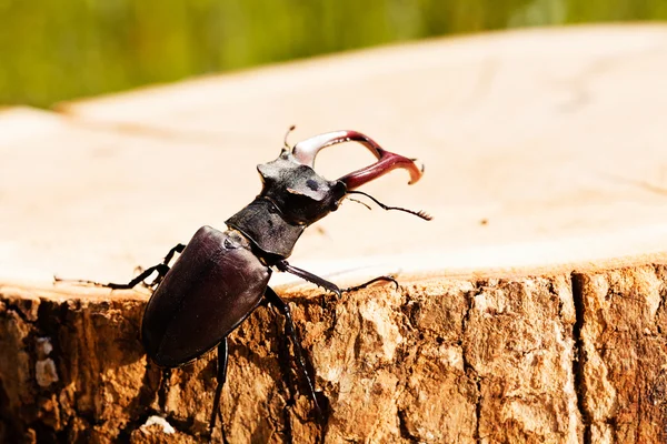 Kütüğün Üzerindeki Tek Böcek Alanın Sığ Tabakasına Dikkat — Stok fotoğraf