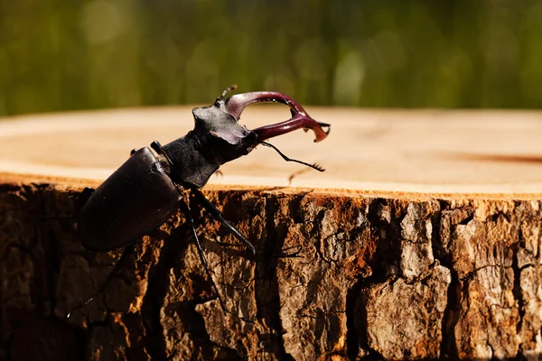 kütüğün üzerindeki tek böcek, alanın sığ tabakasına dikkat et.