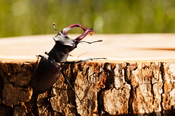 フィールドの浅い深さに注意してくださいスタンプの甲虫 — ストック写真