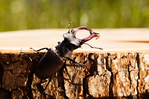 kütüğün üzerindeki tek böcek, alanın sığ tabakasına dikkat et.
