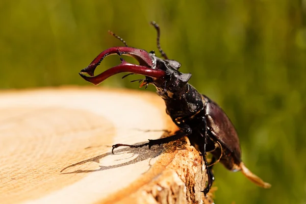 Stag Beetle Stump Note Shallow Dept Field — 스톡 사진