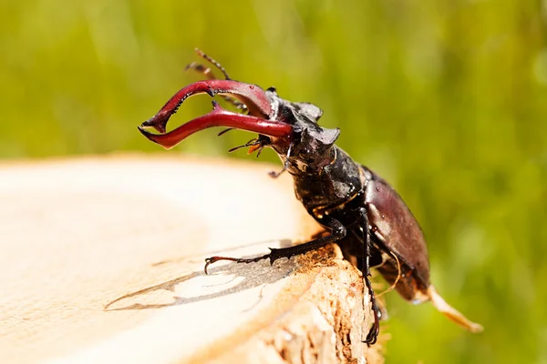 Escarabajo Ciervo Muñón Nota Poco Profunda Departamento Campo —  Fotos de Stock