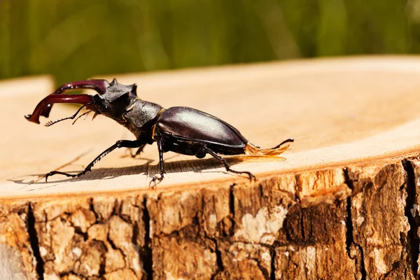 kütüğün üzerindeki tek böcek, alanın sığ tabakasına dikkat et.