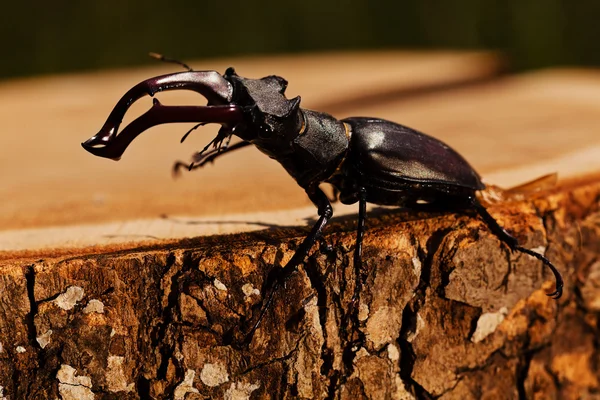 kütüğün üzerindeki tek böcek, alanın sığ tabakasına dikkat et.
