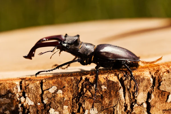 kütüğün üzerindeki tek böcek, alanın sığ tabakasına dikkat et.