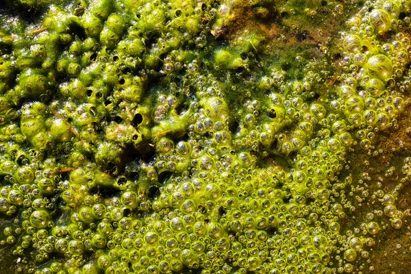 Hendek suyu, derin alan derinliğine dikkat edin.