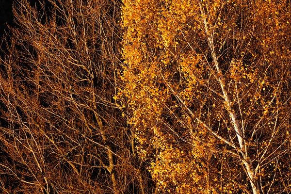 Beech Tree Autumn Shadows Leaves Tree Note Shallow Dept Field — 图库照片