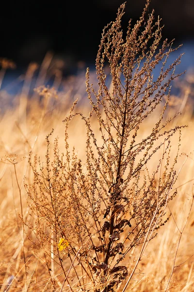 Erba Autunno Nota Profondità Campo Poco Profonda — Foto Stock