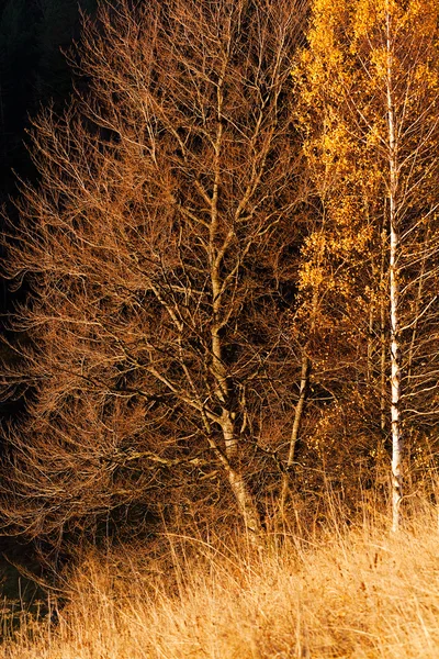 beech tree in autumn with  the shadows of the leaves on the tree, note shallow dept of field