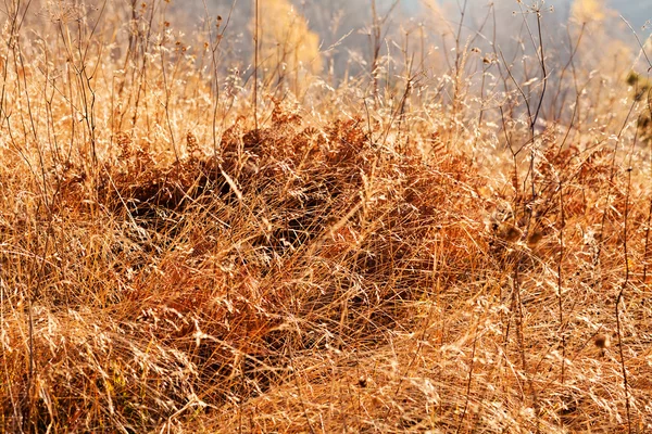 Grass Autumn Note Shallow Depth Field — 스톡 사진