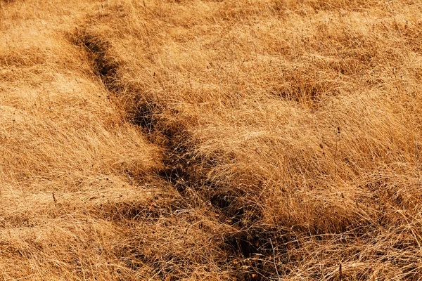 Grama Outono Observe Profundidade Rasa Campo — Fotografia de Stock