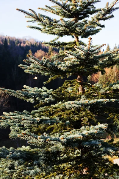 Wald Herbst Mit Nadelbäumen — Stockfoto