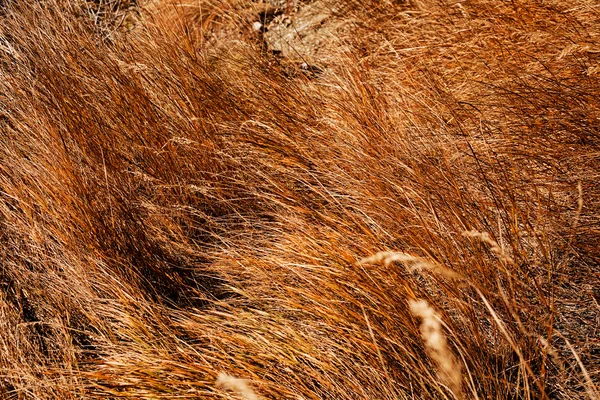 Gras Herbst Geringe Schärfentiefe Beachten — Stockfoto