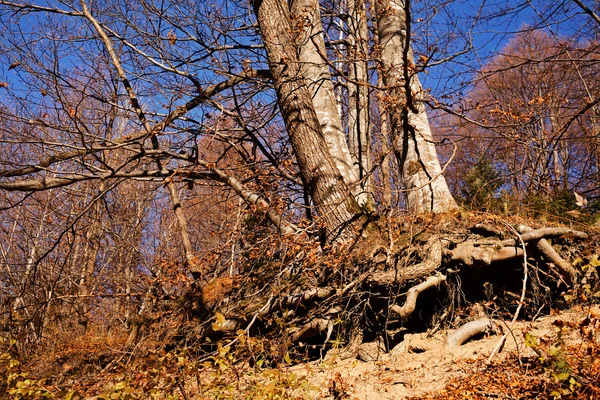 太陽と秋の森 — ストック写真